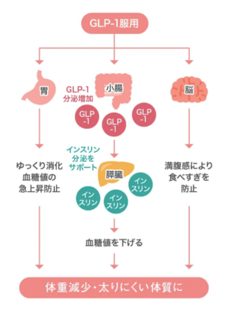 GLP-1（リベルサス・サクセンダ）の効果